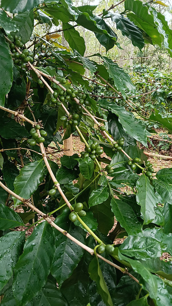 Coffee Beans_01