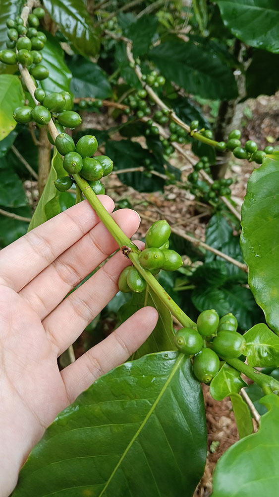 Coffee Beans_02
