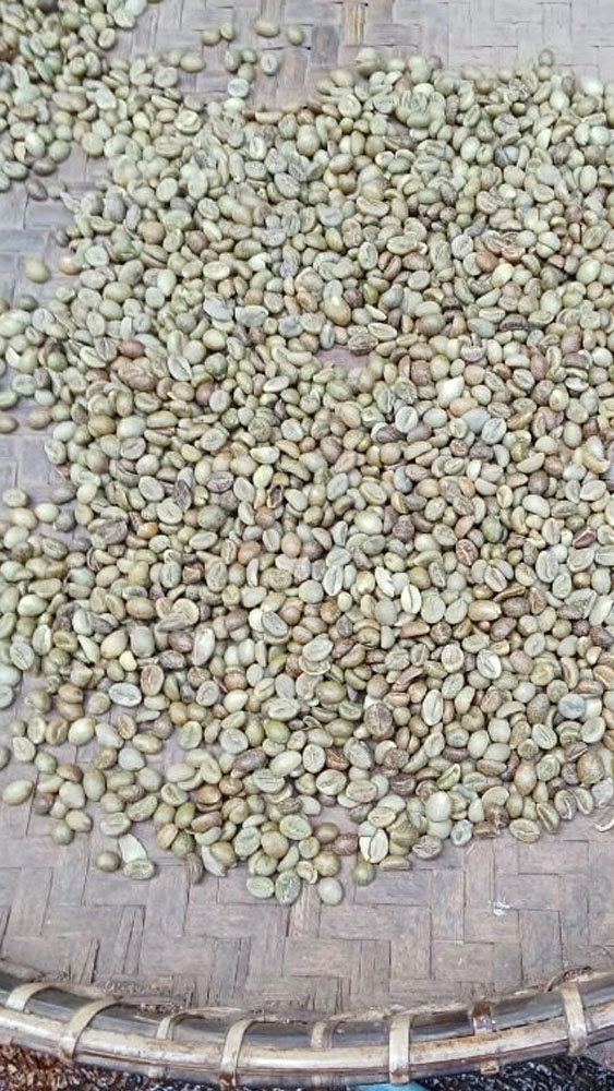 Coffee Beans_03