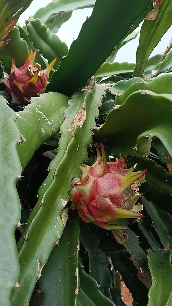 Dragonfruit_01