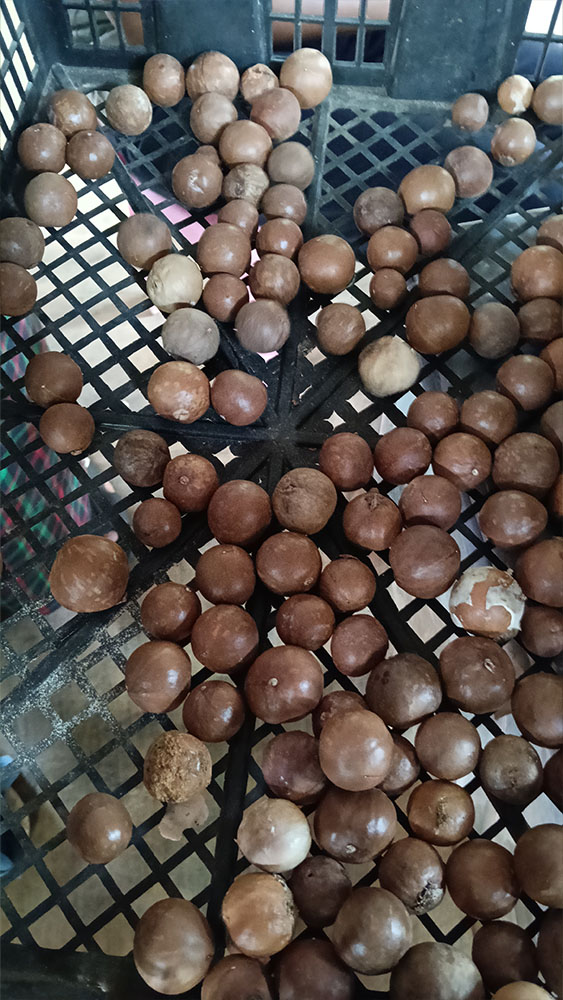 Macadamia nut_01