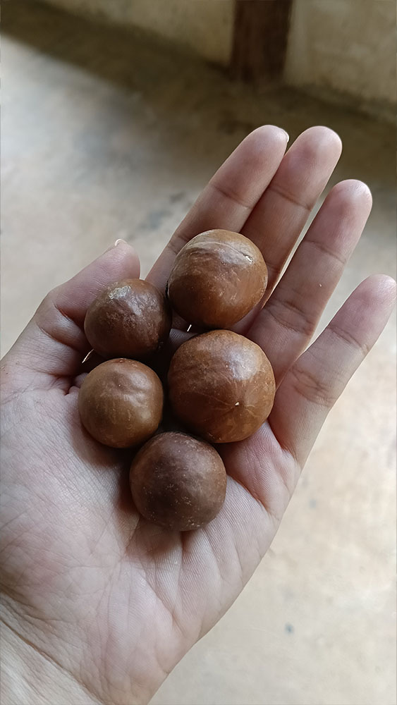 Macadamia nut_02
