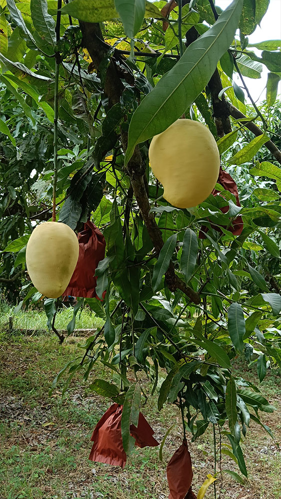 Mango_01
