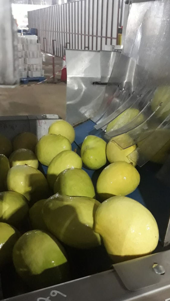 Mango_02