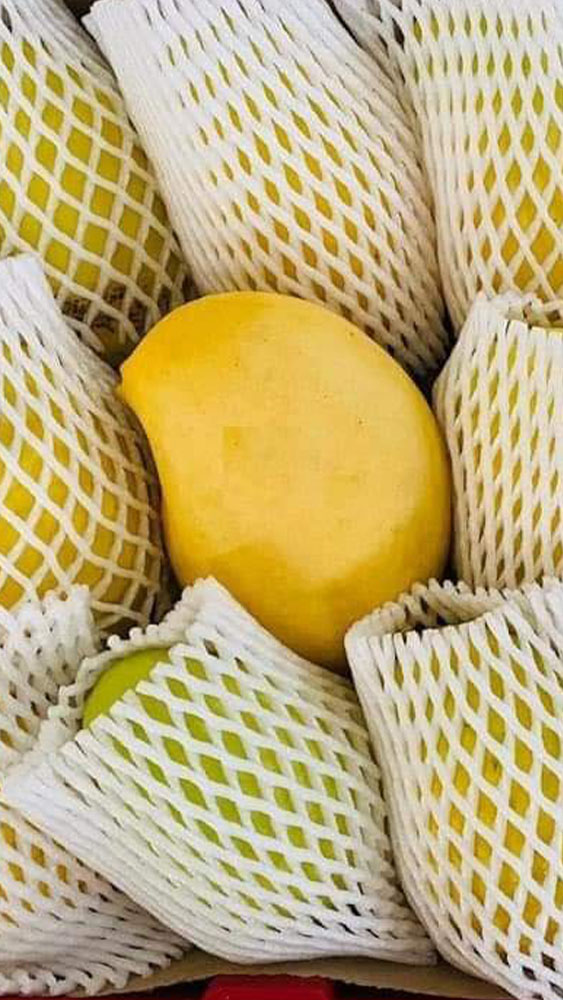 Mango_03