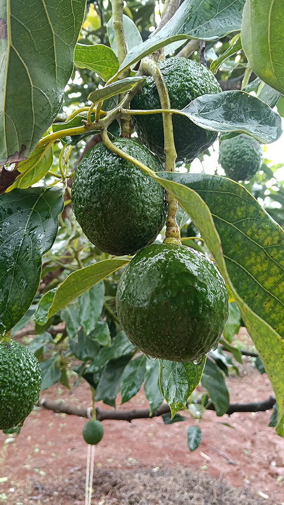 avocado