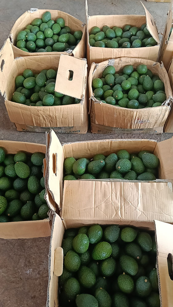 avocado_02
