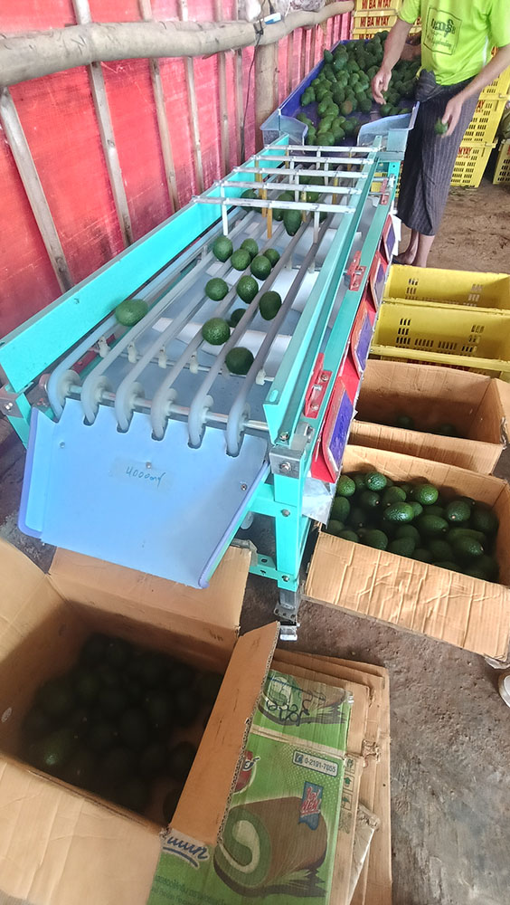 avocado_03