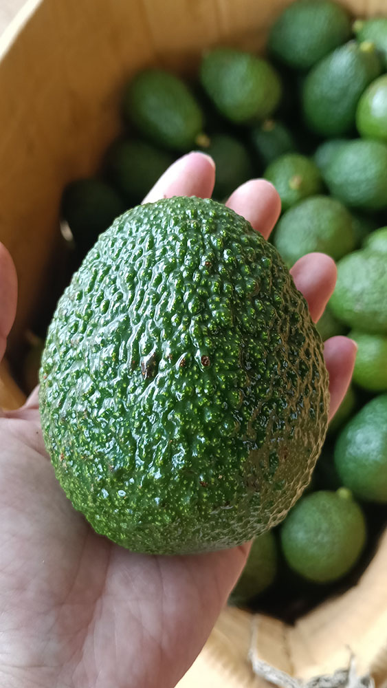 avocado_04