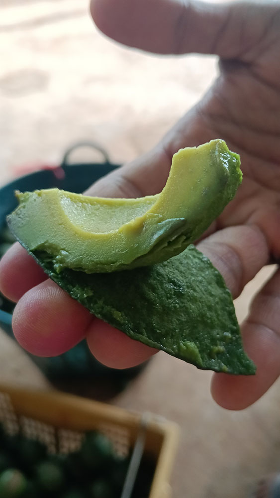 avocado_05